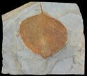 Detailed Fossil Leaf (Zizyphoides) - Montana #68304-1